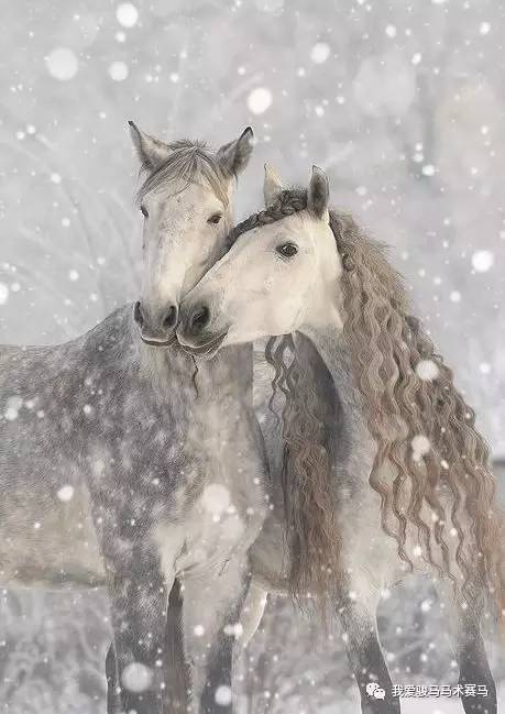 雪青色马图片