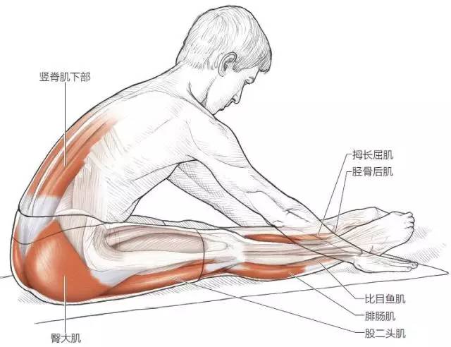 股内侧肌拉伸方法图解图片
