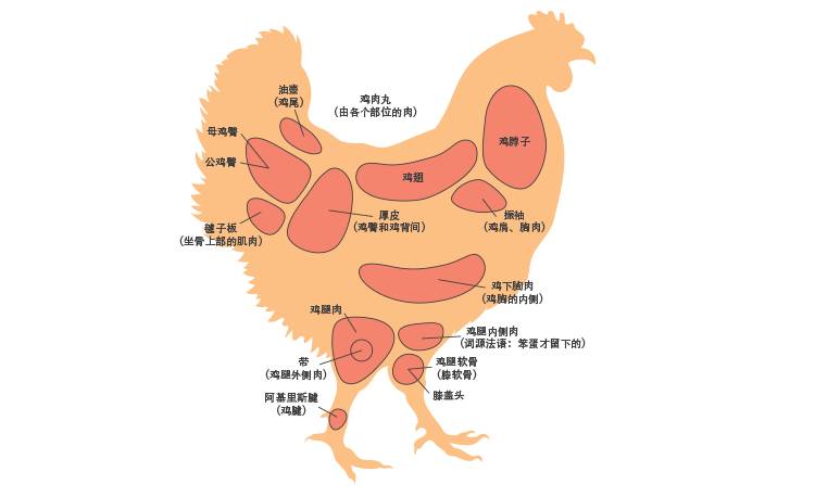 鸡身体分解图图片