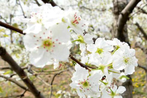 迎泽公园,碑林公园②太原玉泉山城郊森林公园①永济市樱花园赏花地