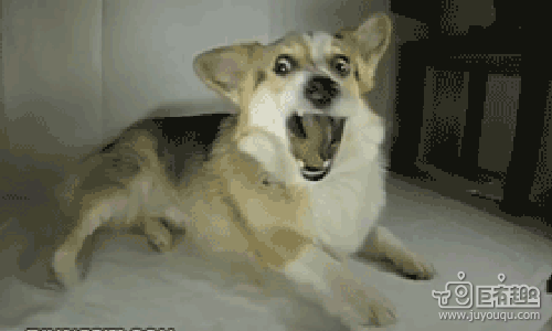狗叫的动态表情包图片