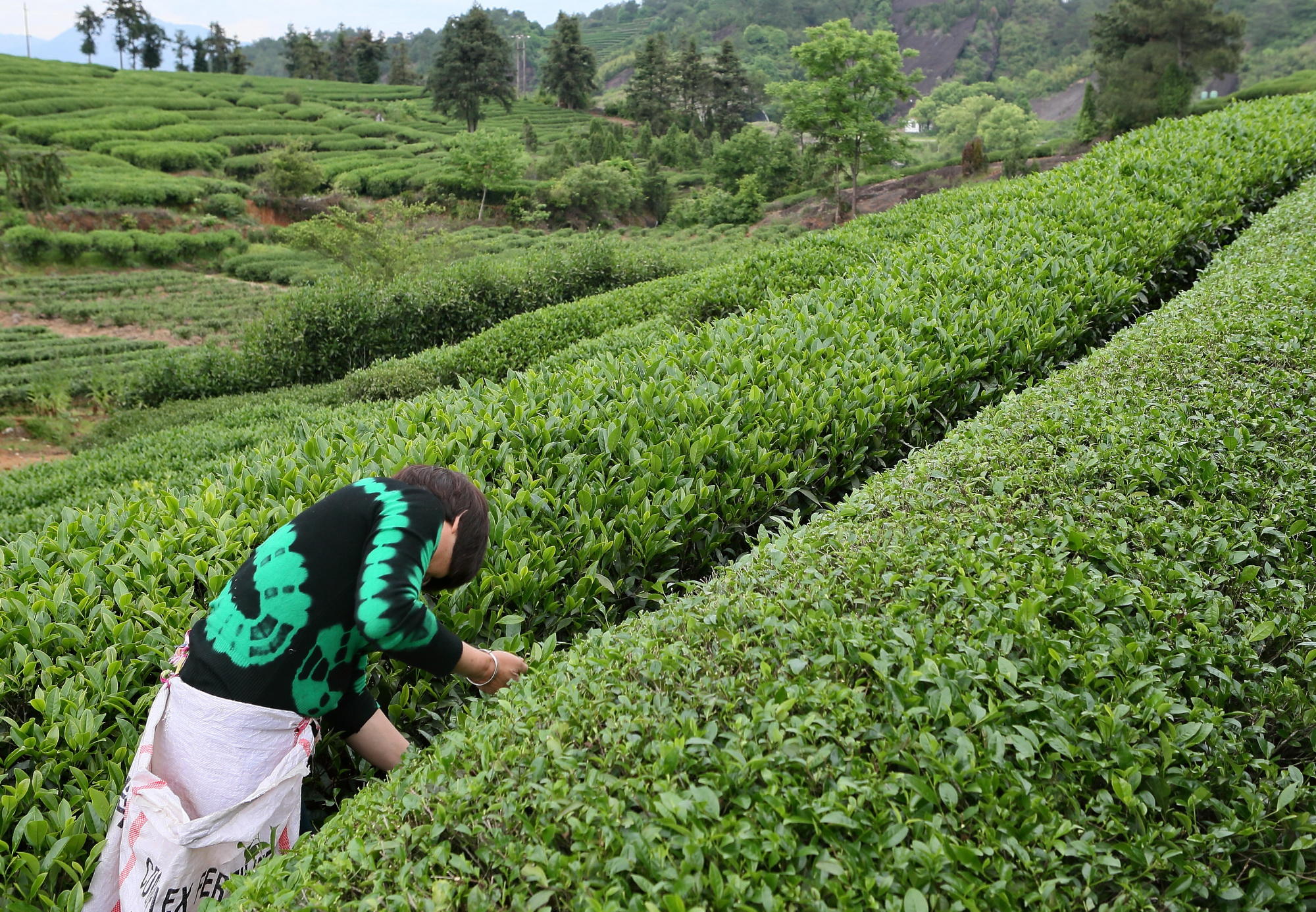 武夷山拜茶發現機器在作業採茶姑娘去哪兒了