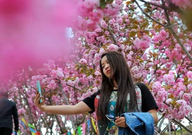 樱花烂漫几多时樱花77清徐县白石沟76万柏林桃花沟⑩长治太行山大