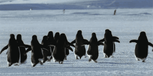 企鹅家族gif图片
