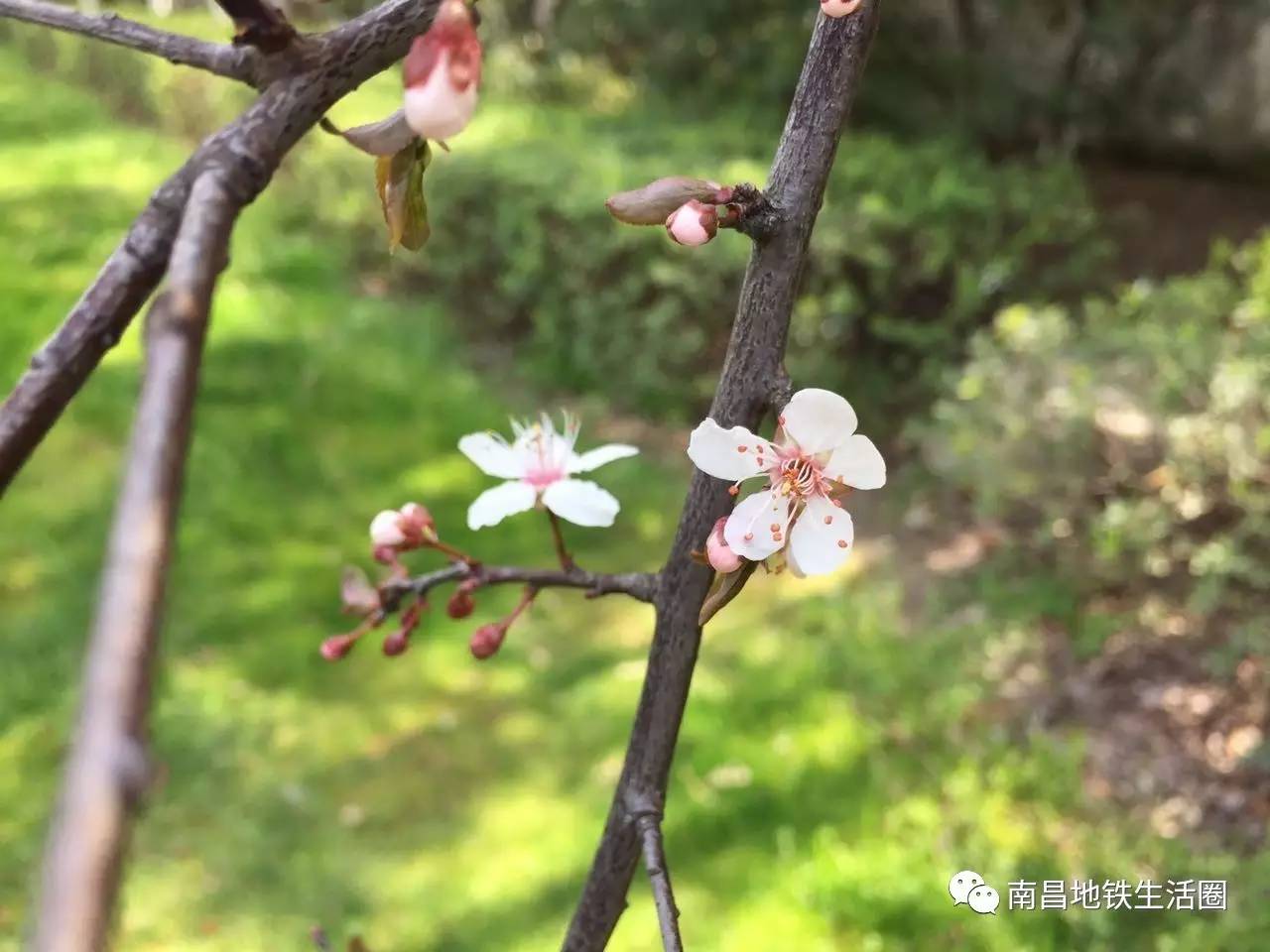 等閒識得東風面萬紫千紅總是春