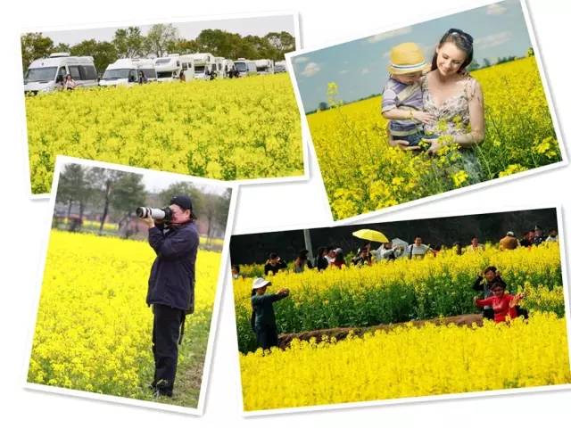 安义第六届金花旅游文化节,与你相约在古村金色花海!