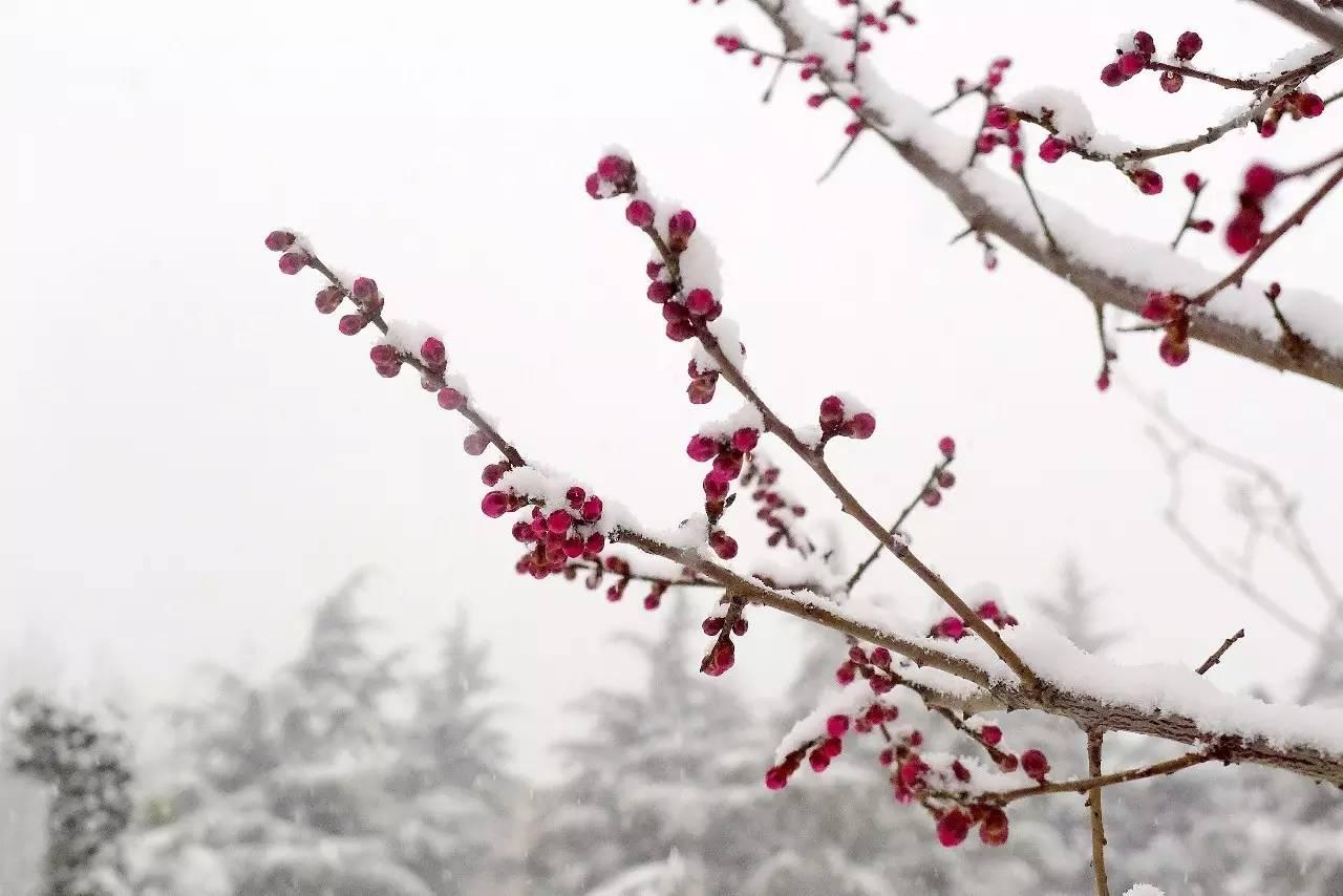 印象渭南情寄雪梅