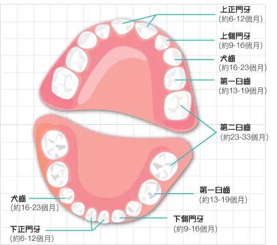 里程碑不同,长牙是一个渐进的过程,从只有秃秃的牙床到满嘴白亮的牙齿