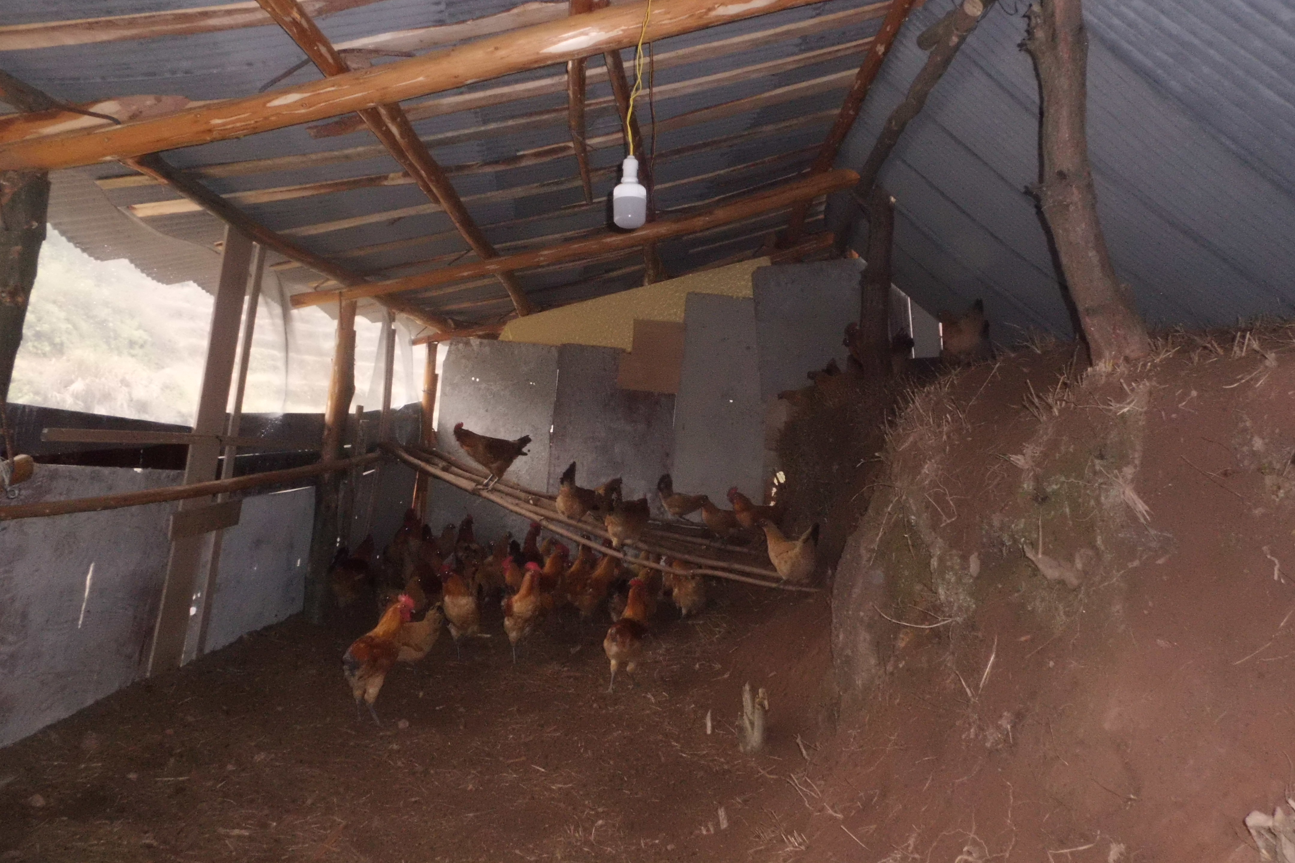 林下养鸡场棚效果图图片