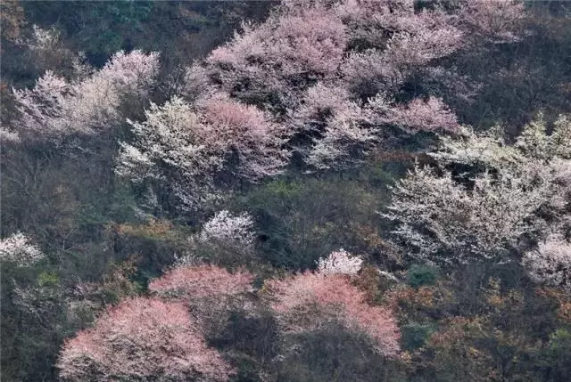 这片樱花花海分布在金桃大桥至龙潭村黄岗组山上,盛开的樱花在公路