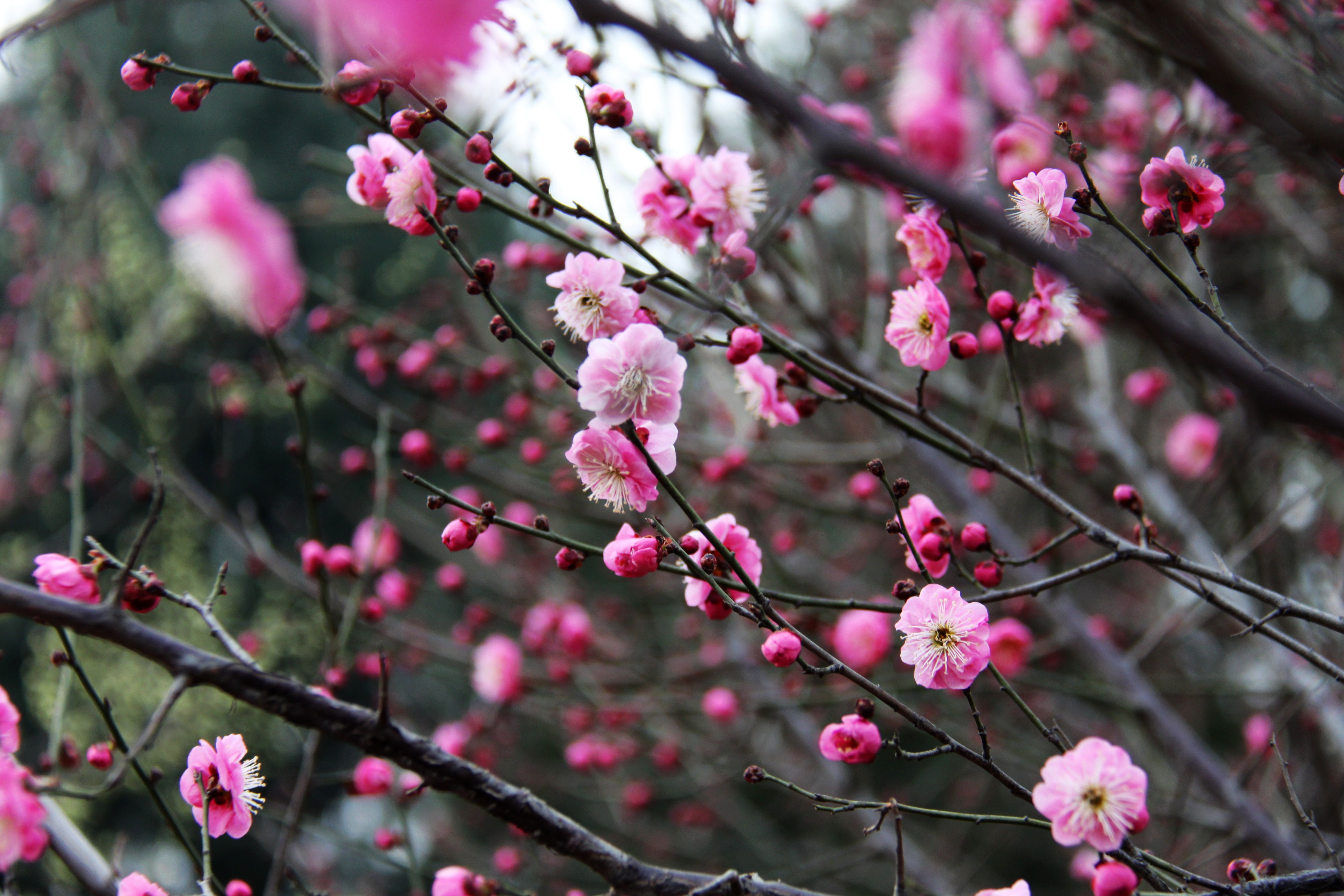 沙河梅花公园图片