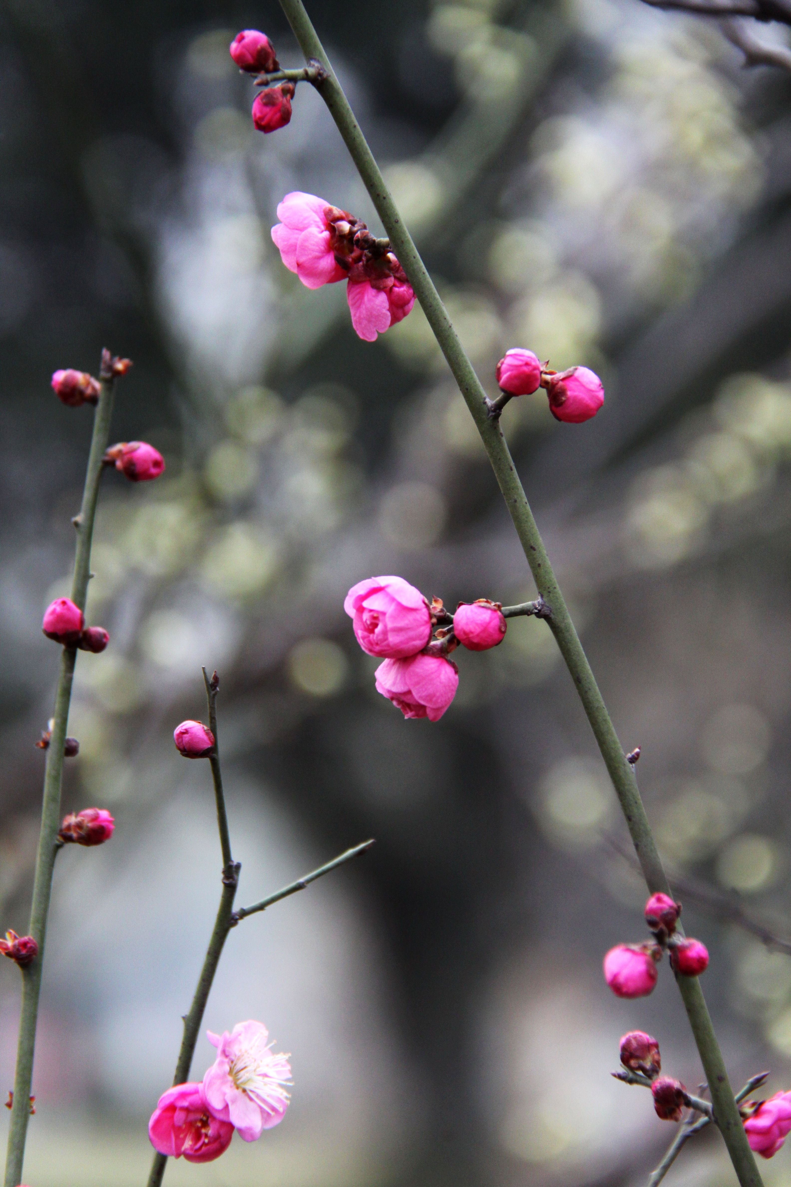 沙河梅花公园图片