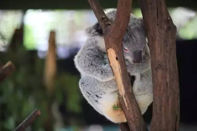 高端旅遊 | 考拉王國—費德勒都稱讚的神奇動物園