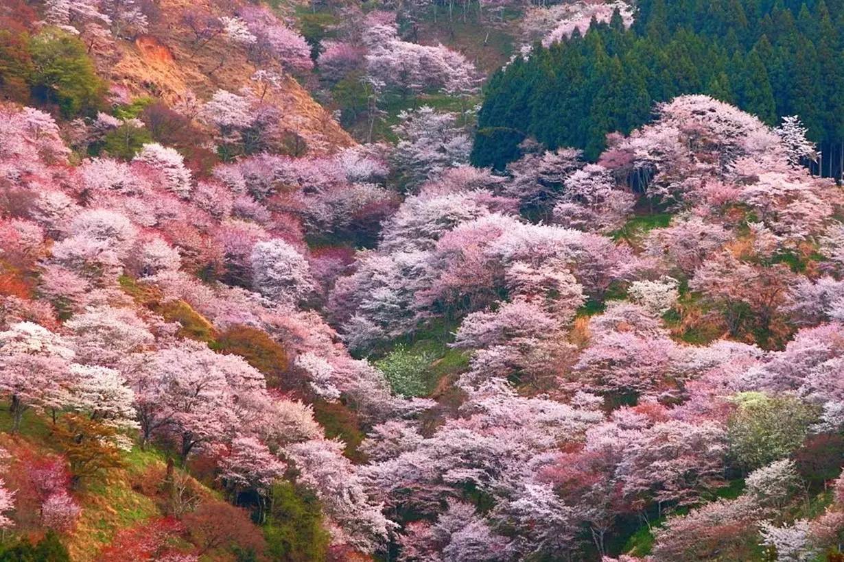 一大波樱花正在袭来,带你饱览"花见之旅!