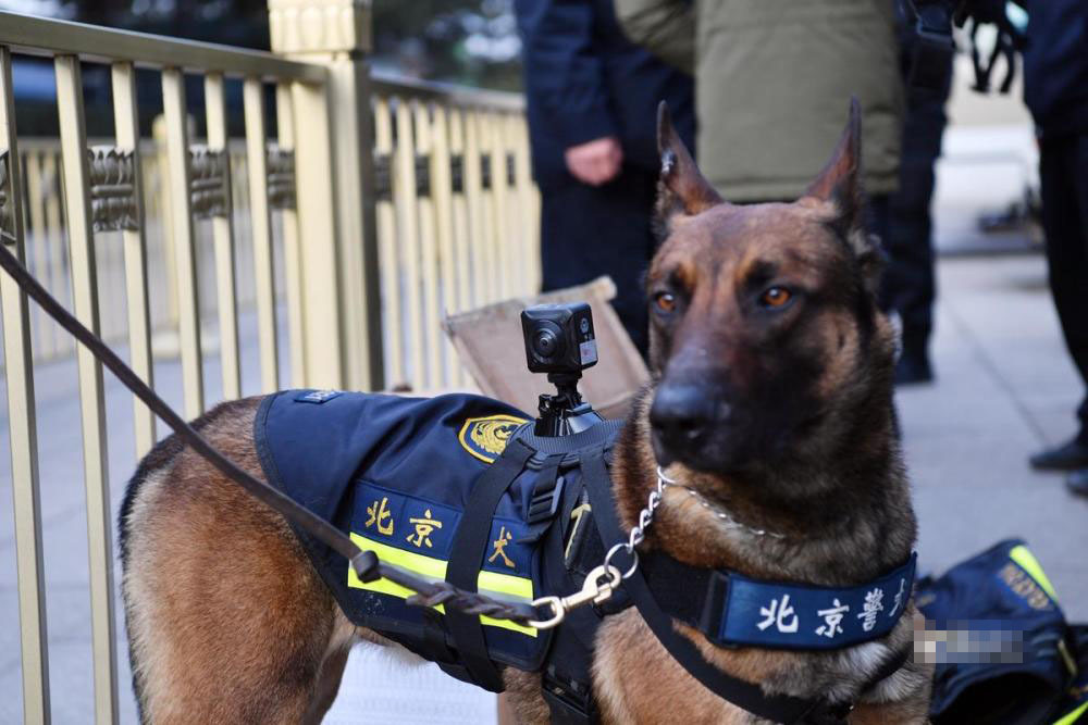 北京市公安局警犬大队图片