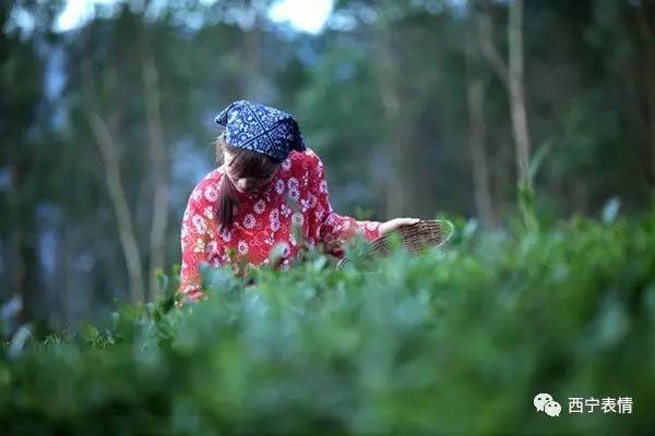 采桑女