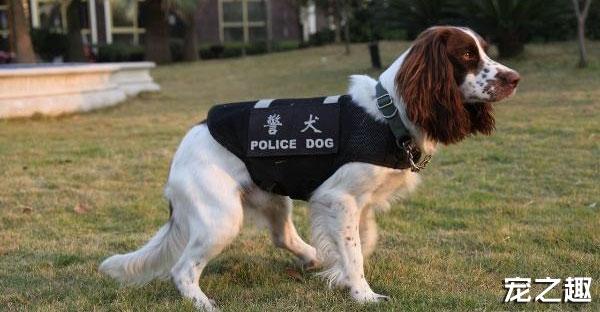 威風凜凜中國警犬大盤點