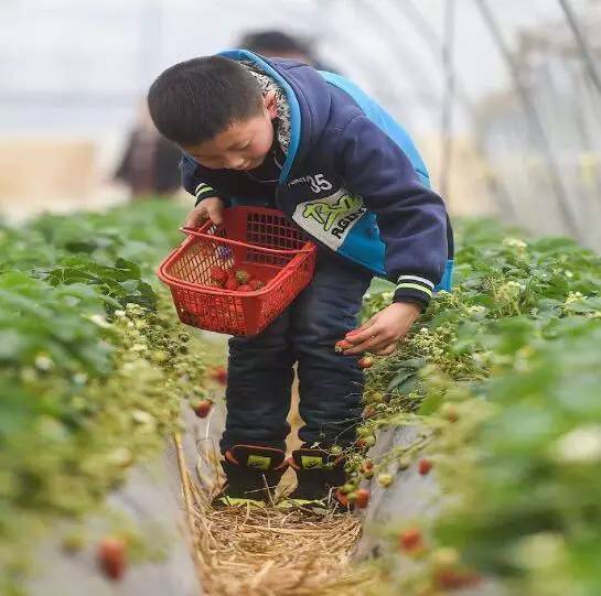 南京草莓采摘全攻略,草莓控速速约起!