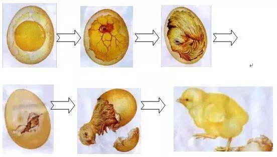 小鸡孵化1到21照蛋图图片