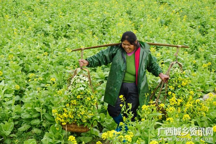 兴安县油菜花种植推动农业产业结构融合发展