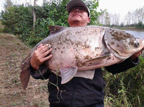 14米,重437斤的超大花鲢鱼!