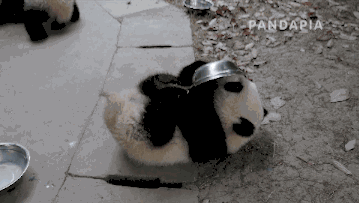 熊猫打滚表情包图片