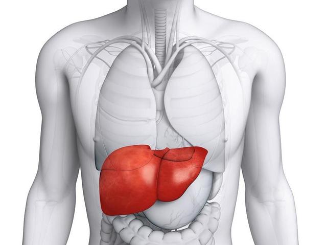 肝脏体表位置图片