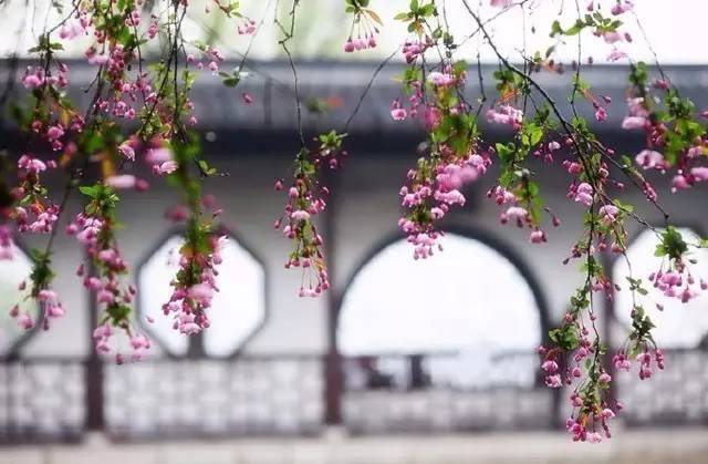 海棠花开,我心依旧