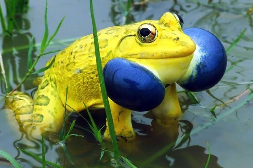 这些青蛙太美,有些很罕见,甚至都不知道叫什么!
