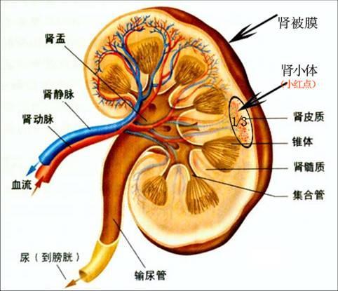 結石多指泌尿系統結石,主要產生在四個器官:腎臟,輸尿管,膀胱,尿道.