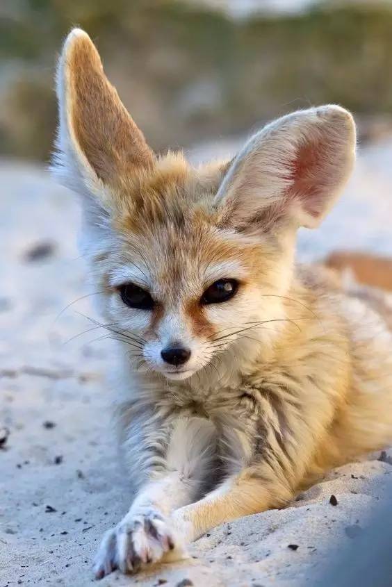 耳廓狐,长长的耳朵萌炸了!你被萌到了吗?