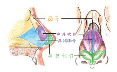 鼻软骨生长图片