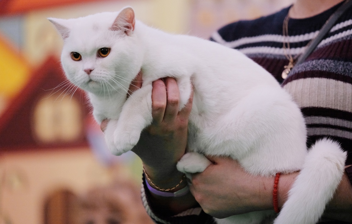 莫斯科国际宠物猫展 一大波喵星人萌照