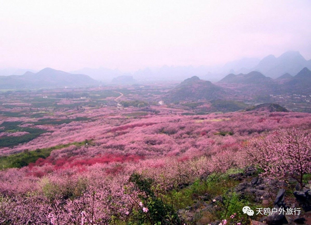 南郑十里桃花景区图片