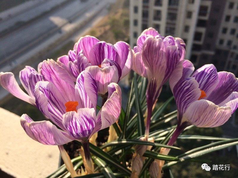 番红花花期不长,复花不易,但是真的超级超级美,所以还是忍不住种个几