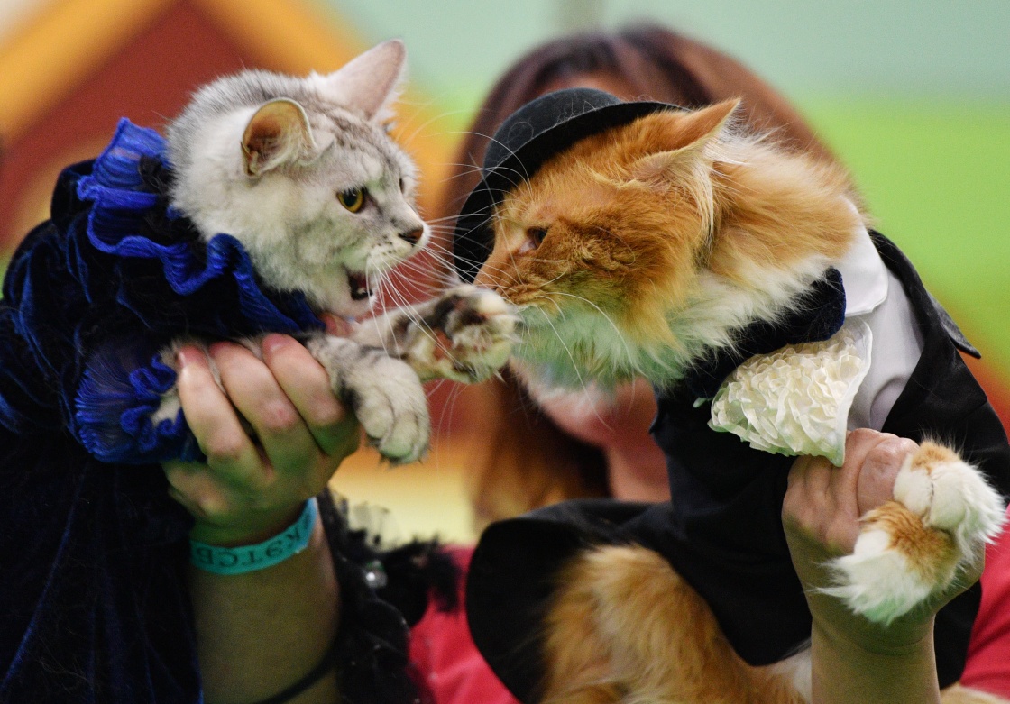 莫斯科国际宠物猫展 一大波喵星人萌照