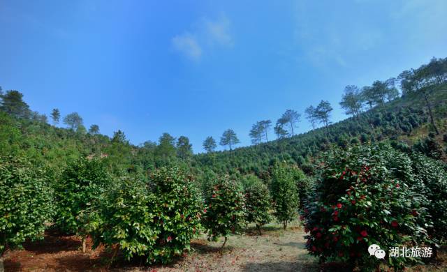 2.当天免票限额3800张.地址:湖北省京山县美人谷景区21茶花源景区