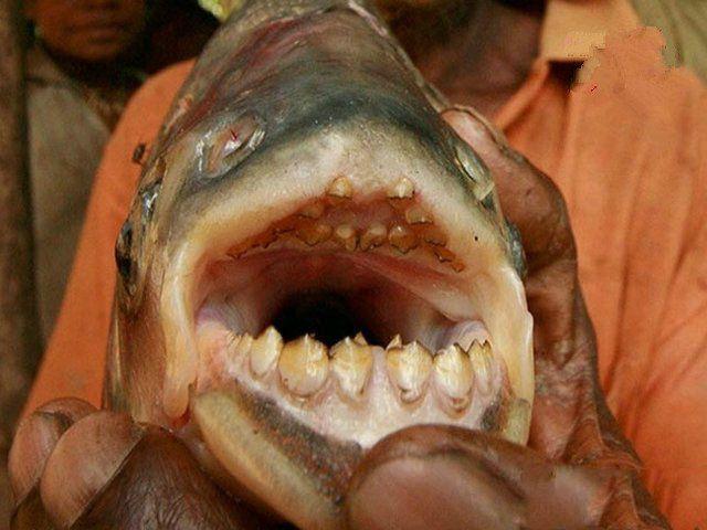 亚马逊河10大最可怕动物公牛鲨第五食人鱼第三