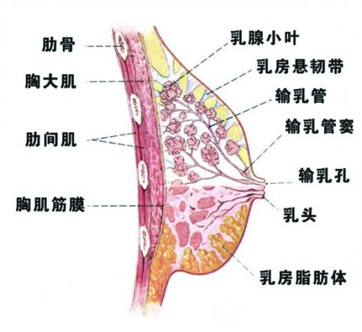 双侧乳腺小叶增生的危害与调理