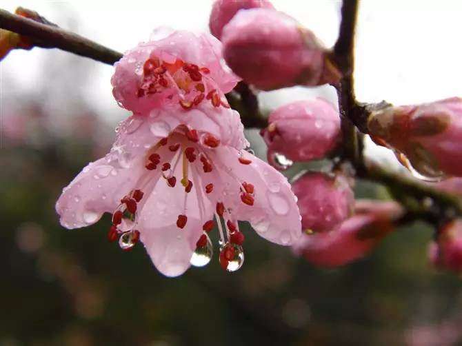 春雨打在豔麗的春花上 倒是有種