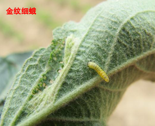 潛葉蛾,潛葉蠅,美洲斑潛蠅和蔬菜白粉蝨等害蟲,在卵孵化盛期和幼蟲