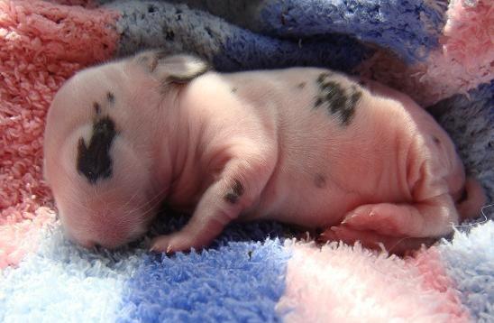 18张刚出生的小动物照片,第一个你就不认识
