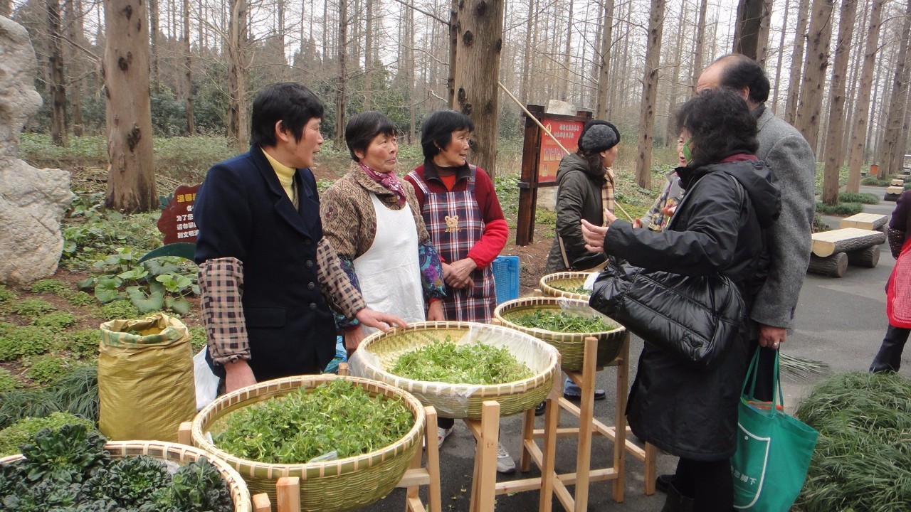 崇明野菜节丨挖野菜,看飞车,来一场自然健康的森林之旅.