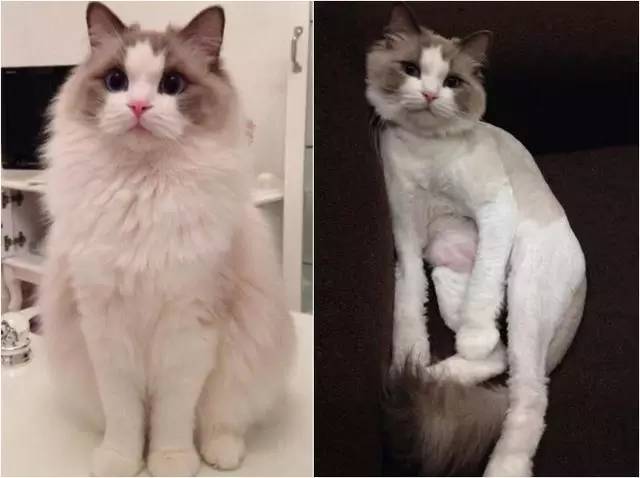 布偶猫修毛造型图片