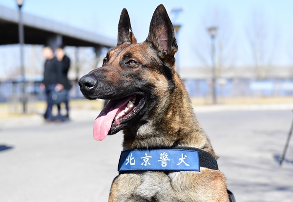 北京市警犬基地天狼图片