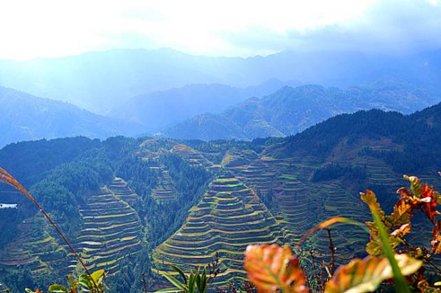 雷山陡寨梯田图片