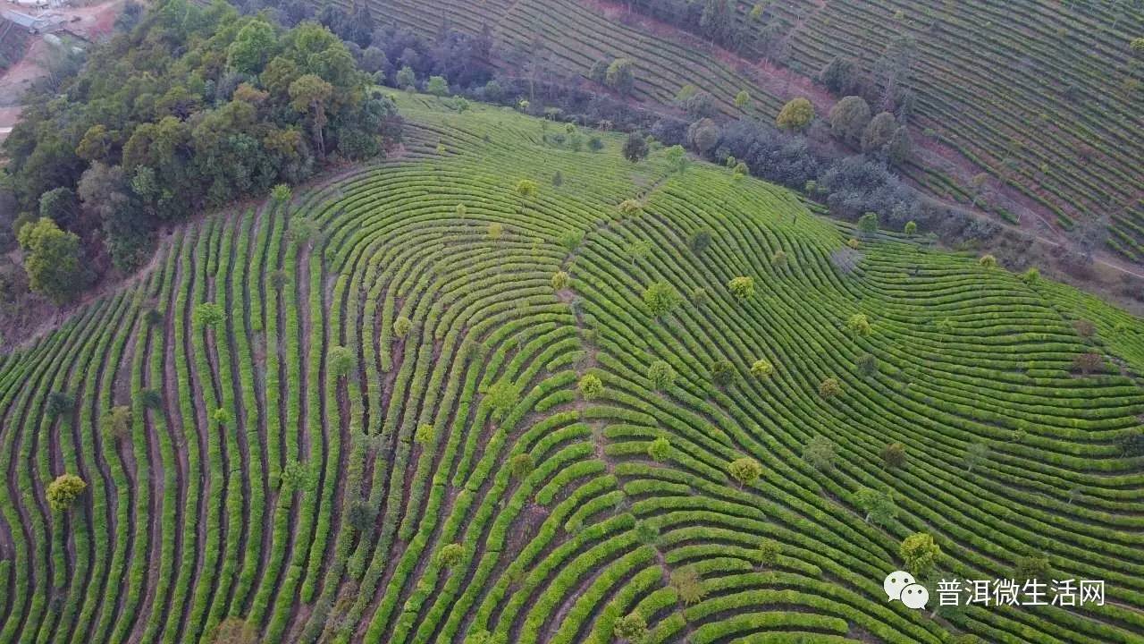 航拍普洱万亩茶园实在是太壮丽啦每一幅都想让人唱国歌