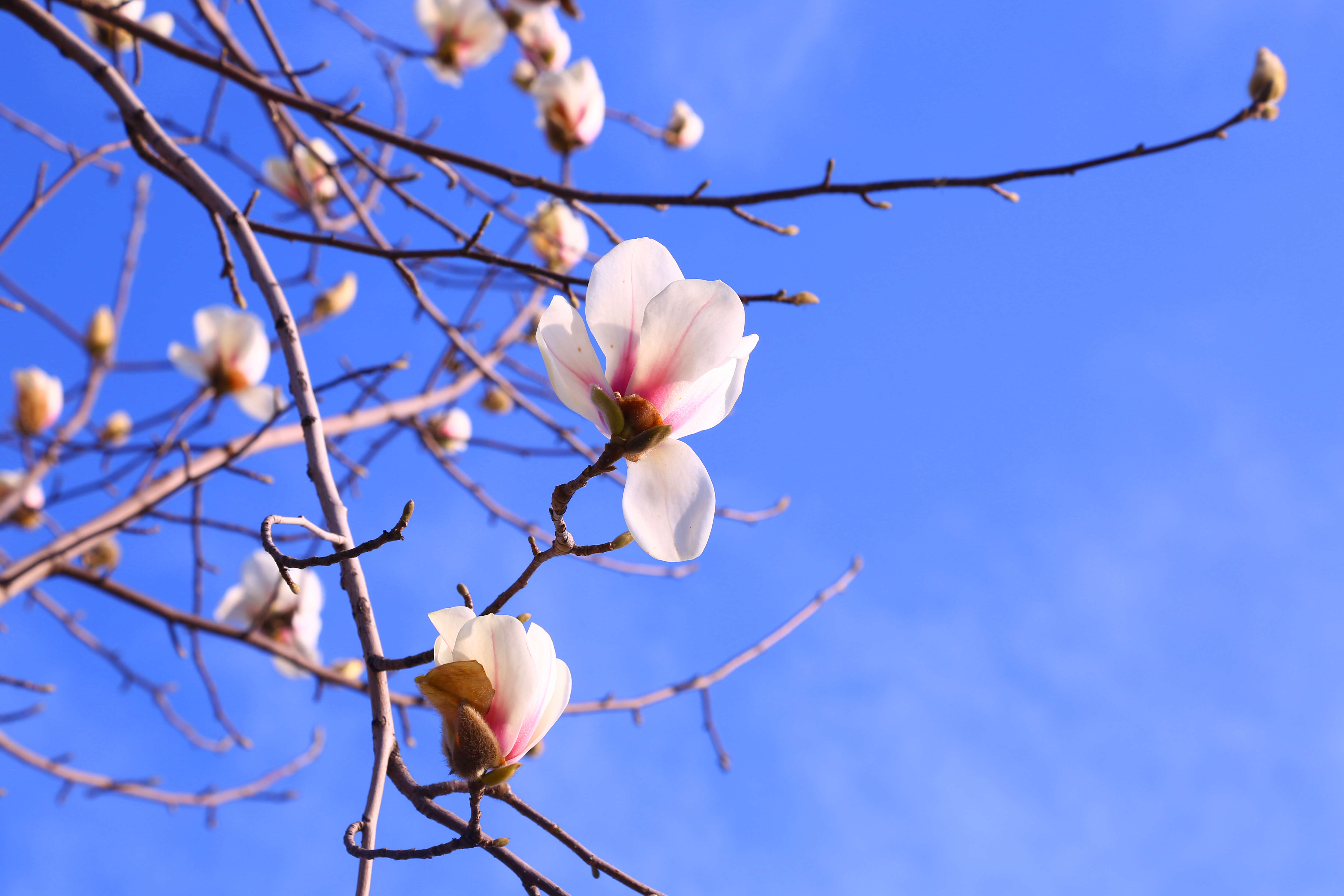 【图集】蓝天下的玉兰花, 春意盎然