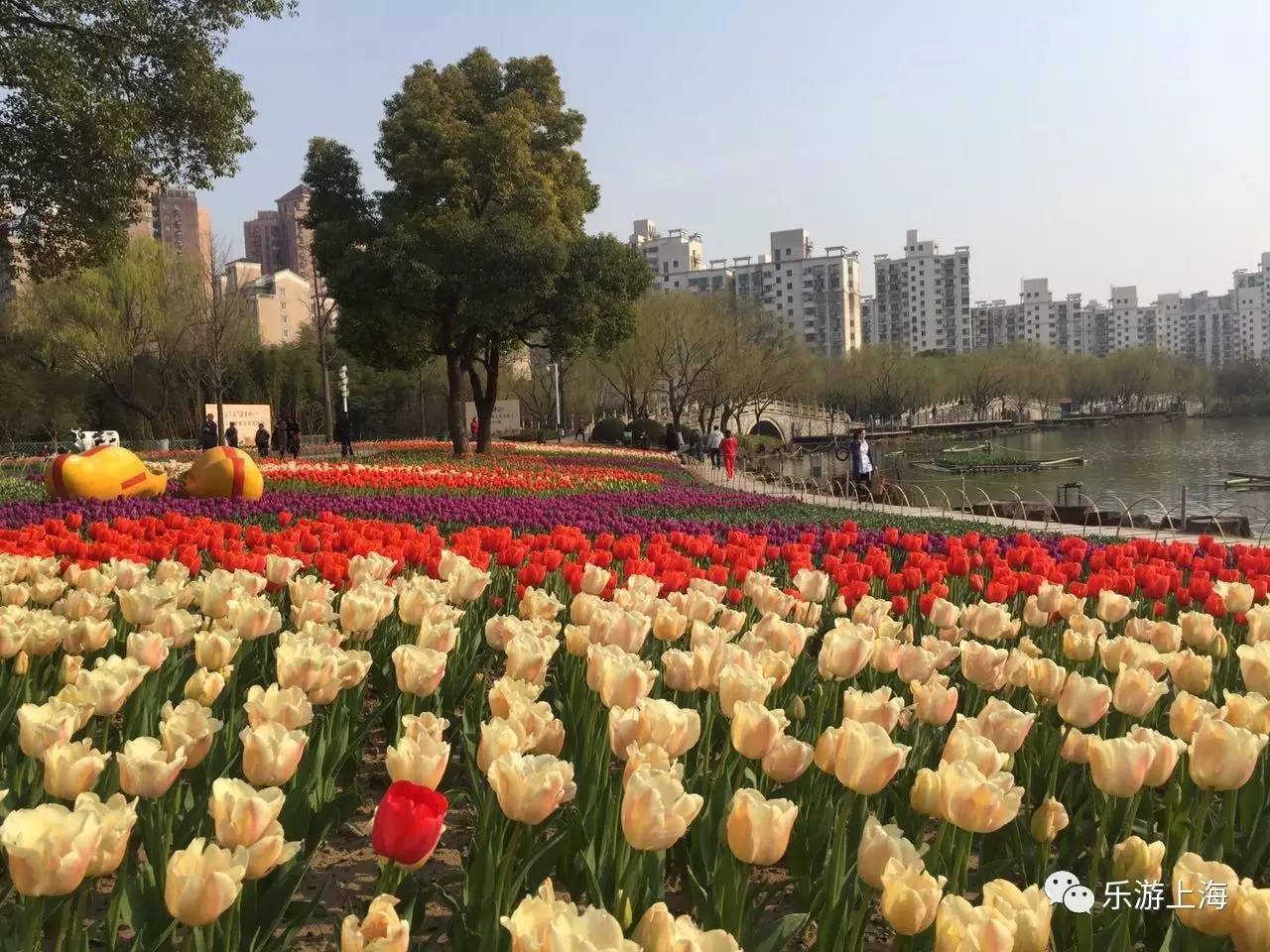 上海浦东郁金香公园图片