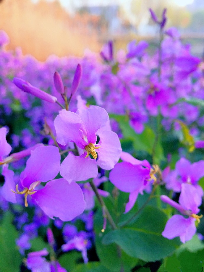 紫色山茶花的花语图片